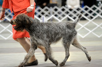 Wirehaired Pointing Griffon- Sunday March 15, 2015- Celtic Cluster- York, PA