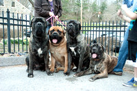 Mastiff Family- Levi, Gershwin, Crosby and Izzy- 22 months old