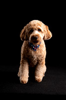 Australian Labradoodle- Ollie-MD Grooming Competition 2023 Calendar Shoots