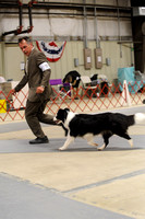 Border Collies- Sunday July 5- Independence Cluster 2015