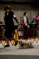 Lhasa Apso- Saturday November 21, 2015- Turkey Cluster- Howard County Fairgrounds- West Friendship, MD