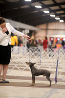 American Hairless Terrier- Misc Class- Open Show- Nov 29, 2015- West Friendship, MD