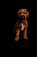 Cat (DLH) and Cavapoo- Zana and Avery- MD Grooming Competition 2023 Calendar Shoots