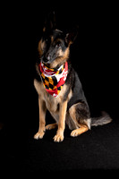 German Shepherd- Athena- MD Grooming Competition 2023 Calendar Shoots