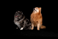 Pomeranians- Duo- MD Grooming Competition 2023 Calendar Shoots