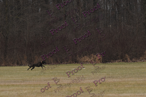 LureCoursingLittlestownPADec2018byBSPhotography-6942