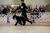Giant Schnauzers- Sunday March 15, 2015- Celtic Cluster- York, PA