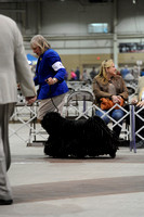 Puli- Sunday April 12, 2105- Harrisburg Blue and Gray Cluster 2015