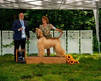 AfghanHoundsSummerSplash2024byBSPhotography-3552