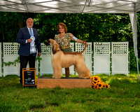 AfghanHoundsSummerSplash2024byBSPhotography-3553