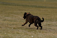 16- Brindle Shepherd- AM CBARRC CATs- Sunday Dec 9, 2018- Littlestown, PA
