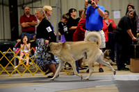 Best of Breed Competition - ASDCA Nationals 2015