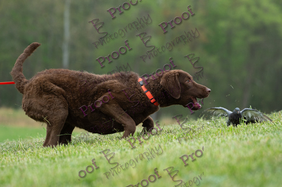 ReedsRescuebyBSPhotography-9716