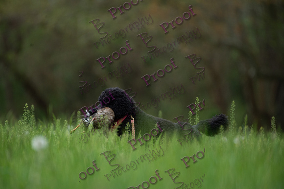 ReedsRescuebyBSPhotography-0339