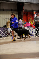 Greater Swiss Mountain Dogs- Sunday Nov 29 2015- Chesapeake Cluster- West Friendship, MD
