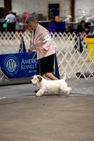 Sealyham Terriers- Friday April 21, 2023- Cherry Blossom Cluster 2023- Timonium, MD