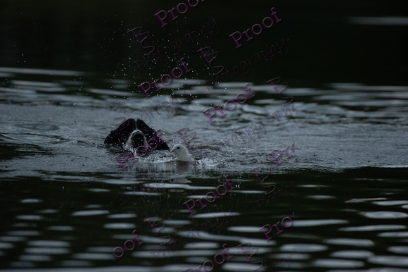 ReedsRescuebyBSPhotography-2470
