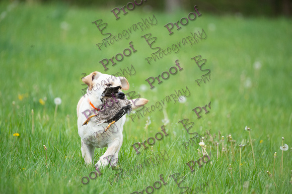 ReedsRescuebyBSPhotography-0398