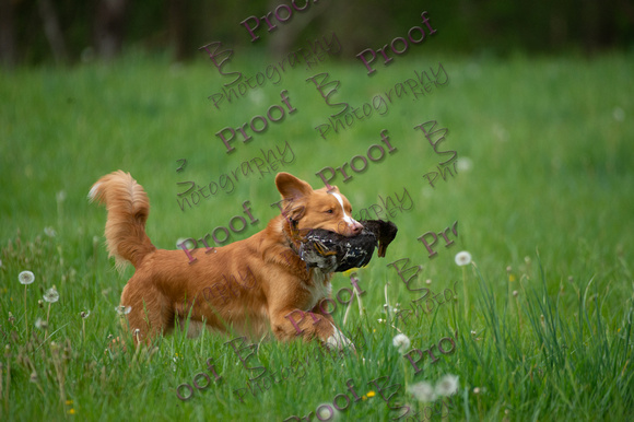 ReedsRescuebyBSPhotography-0219