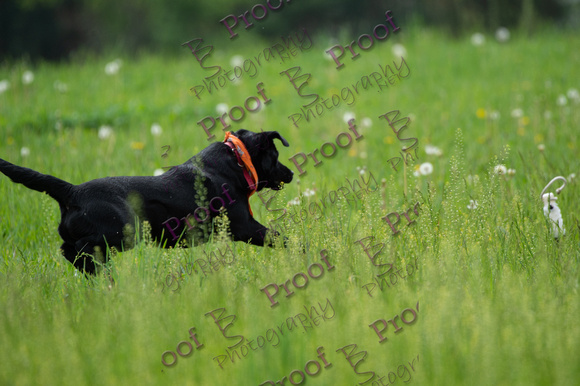 ReedsRescuebyBSPhotography-1364