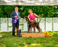 AfghanHoundsSummerSplash2024byBSPhotography-3563