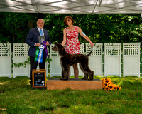 AfghanHoundsSummerSplash2024byBSPhotography-3558