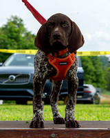 Saturday GSP Puppy Quickie Portraits- Hunterdon Hills Kennel Club- August 5, 2023- Lambertville, NJ