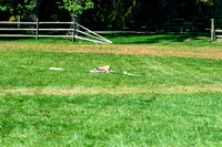 Test Run Dogs-ASFA II 2023- Sept 30-Oct 1, 2023- Leesburg, VA