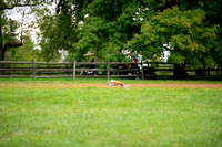 Test Dogs Saturday-ASFA II 2023- Sept 30-Oct 1, 2023- Leesburg, VA