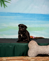 Baby PuppyPuppy- Thursday Oct 5, 2023- PDCA National 2023- Virginia Beach, VA