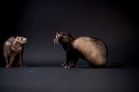 Lewis- Ferrets and Gizmo