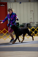 Rottweilers- Friday Nov 23- Turkey Cluster 2018- West Friendship, MD