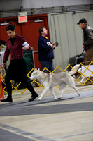 Siberian Husky- Friday Nov 23- Turkey Cluster 2018- West Friendship, MD