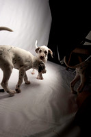 Dalmation Puppies- August 31, 2020