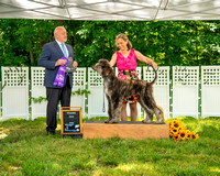 AfghanHoundsSummerSplash2024byBSPhotography-3566