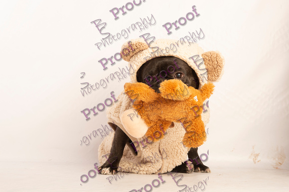 IvynTeddybearProofs2020ProofsbyBSPhotography-8976