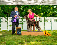 AfghanHoundsSummerSplash2024byBSPhotography-3561