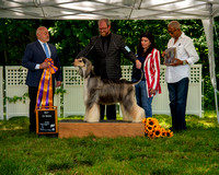 AfghanHoundsSummerSplash2024byBSPhotography-3533