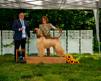 AfghanHoundsSummerSplash2024byBSPhotography-3547