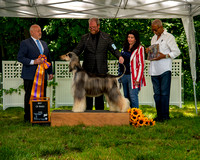 AfghanHoundsSummerSplash2024byBSPhotography-3537