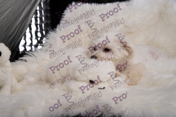 Odie2022byBSPhotography-0086