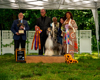 AfghanHoundsSummerSplash2024byBSPhotography-3542