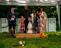 AfghanHoundsSummerSplash2024byBSPhotography-3546