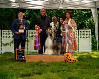 AfghanHoundsSummerSplash2024byBSPhotography-3541