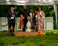 AfghanHoundsSummerSplash2024byBSPhotography-3540