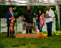 AfghanHoundsSummerSplash2024byBSPhotography-3538